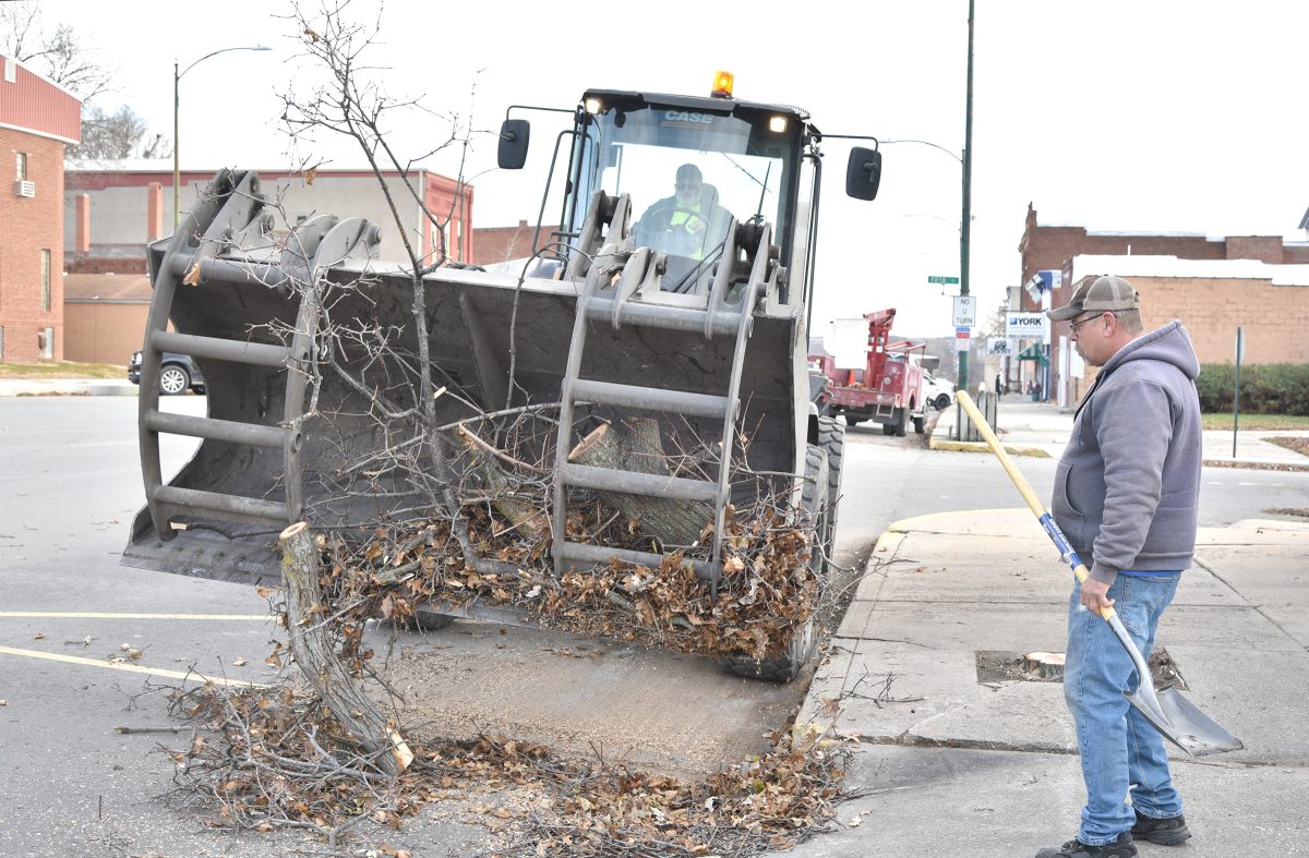 Crew removes trees on Main Street